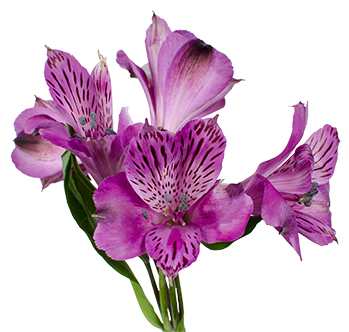 Alstroemeria, Purple