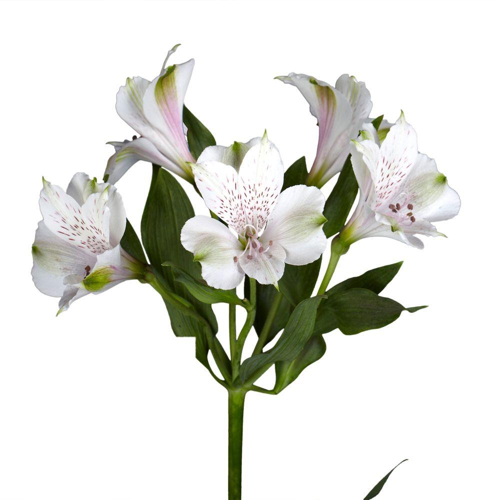 Alstroemeria, White