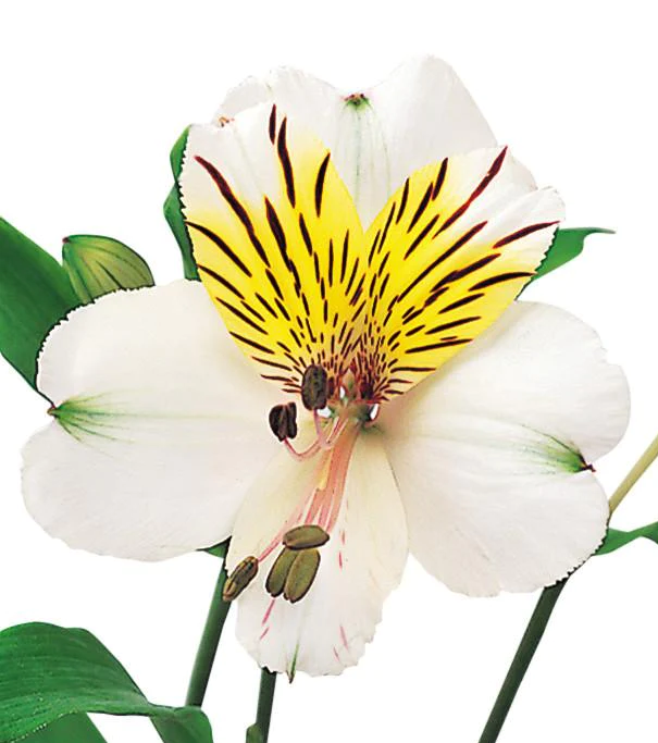 Alstroemeria, White