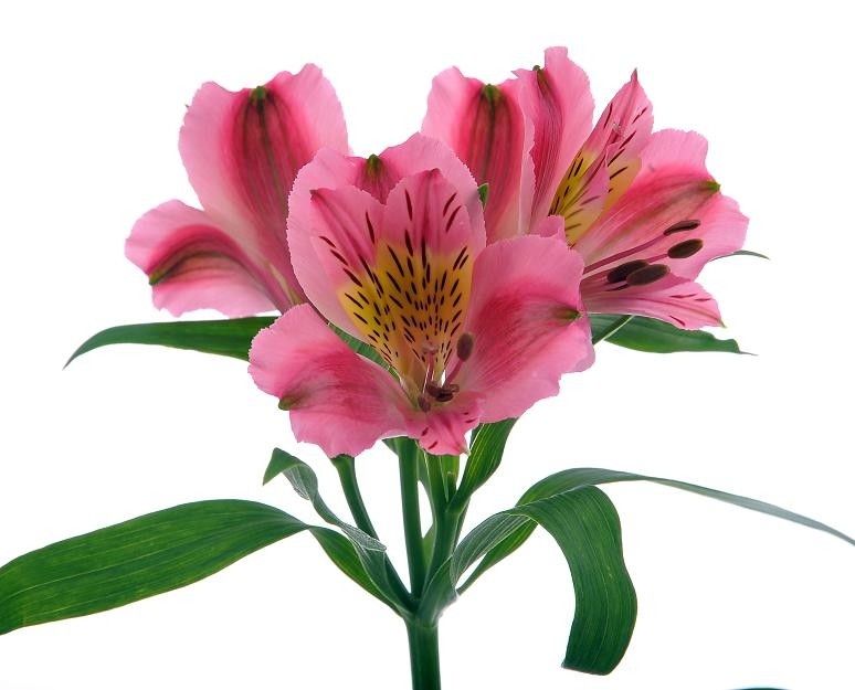 Alstroemeria, Bright Pink