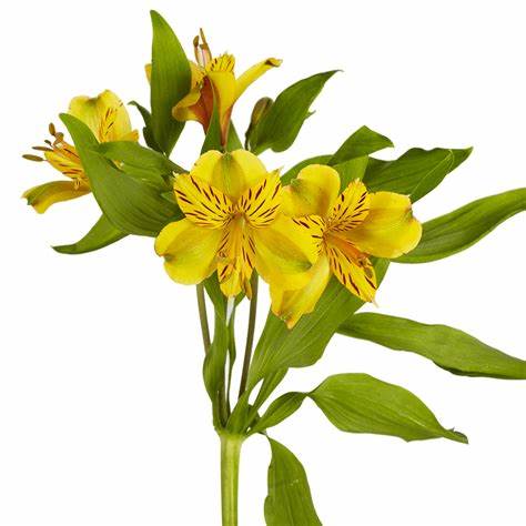 Alstroemeria, Yellow