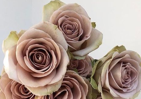 Roses, Amnesia, Dusty Lavender