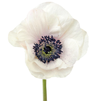 Anemone, White
