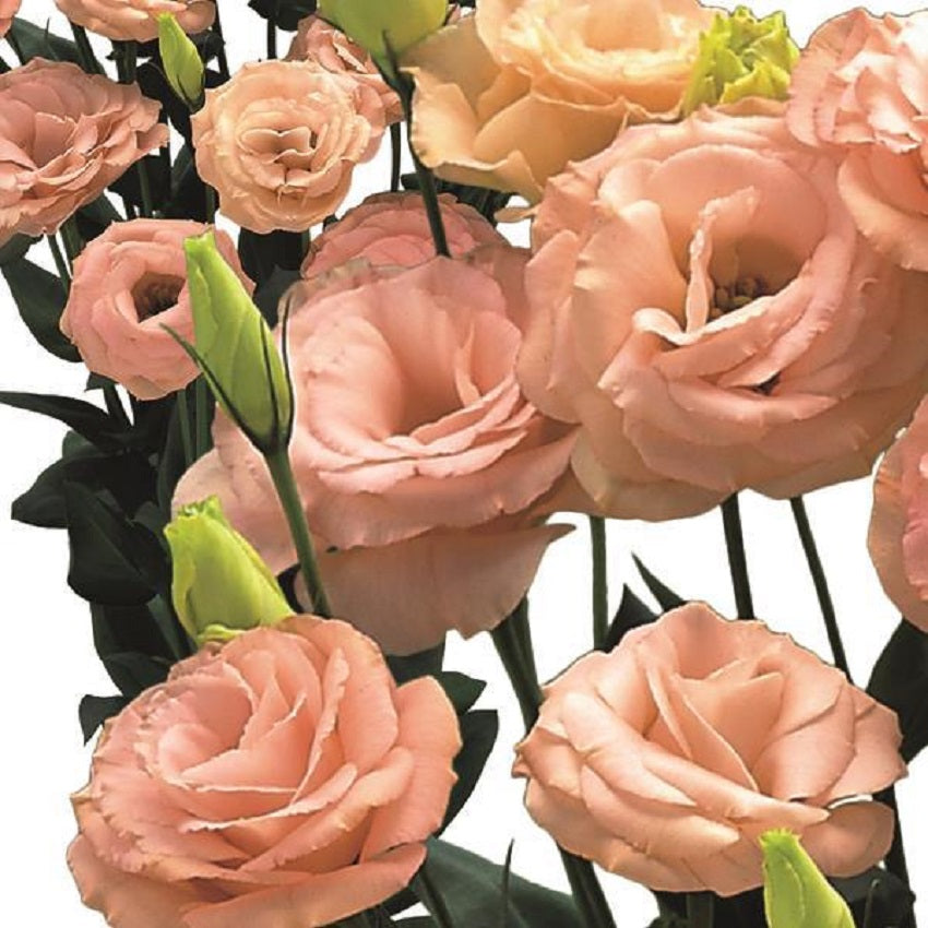 Lisianthus, Apricot