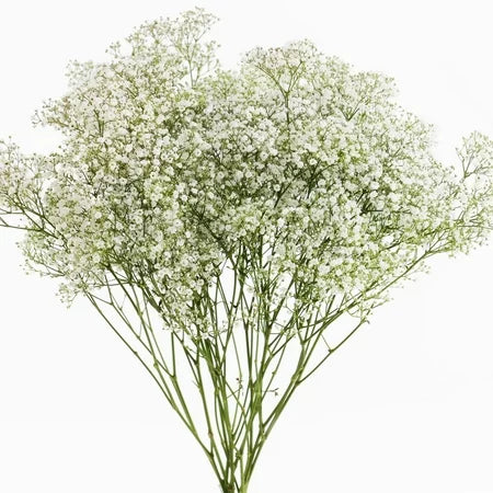 Baby's Breath, White, Natural