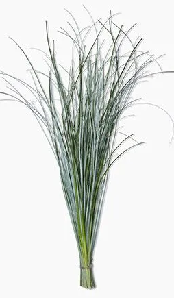 Bear Grass