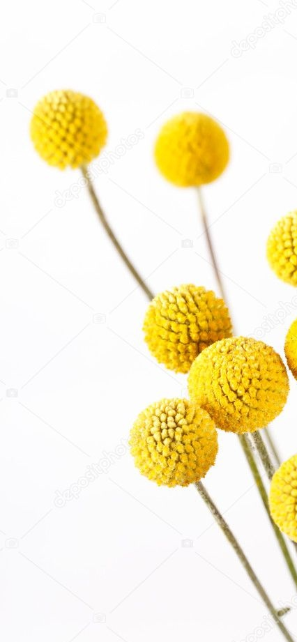 Billie Balls, Yellow