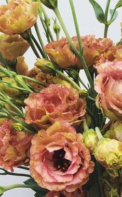 White Daisy, Roses & Pink Lisianthus