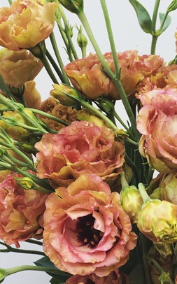 Lisianthus, Brown