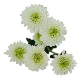 White Pom Pom Ball Stem - Kelea's Florals