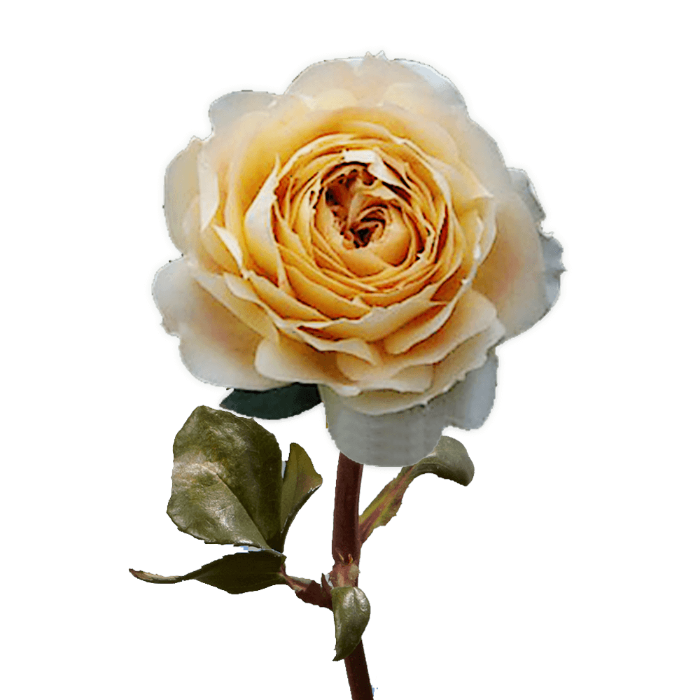 Roses, Garden, Carmel, Antike