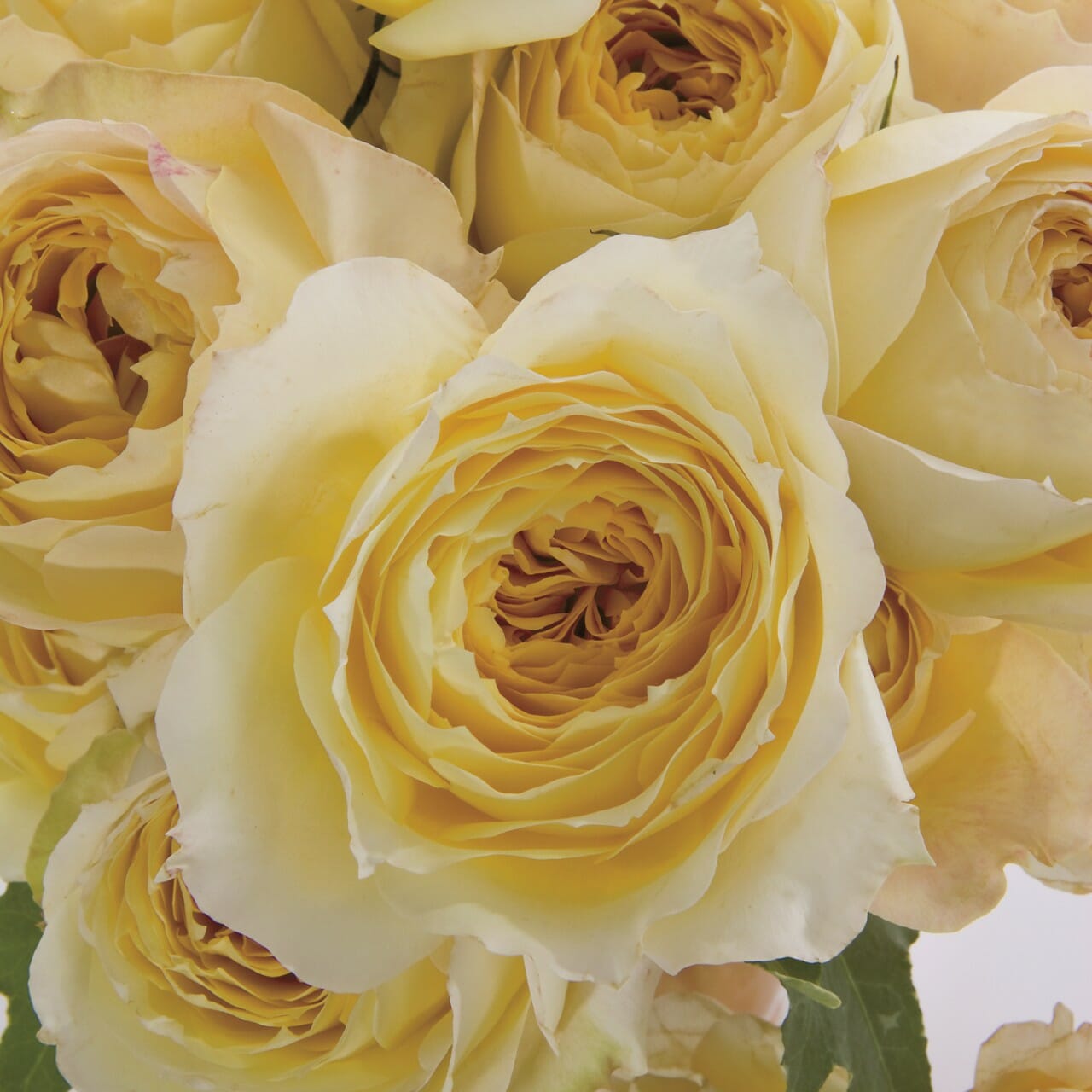 Roses, Garden, Carmel, Antike