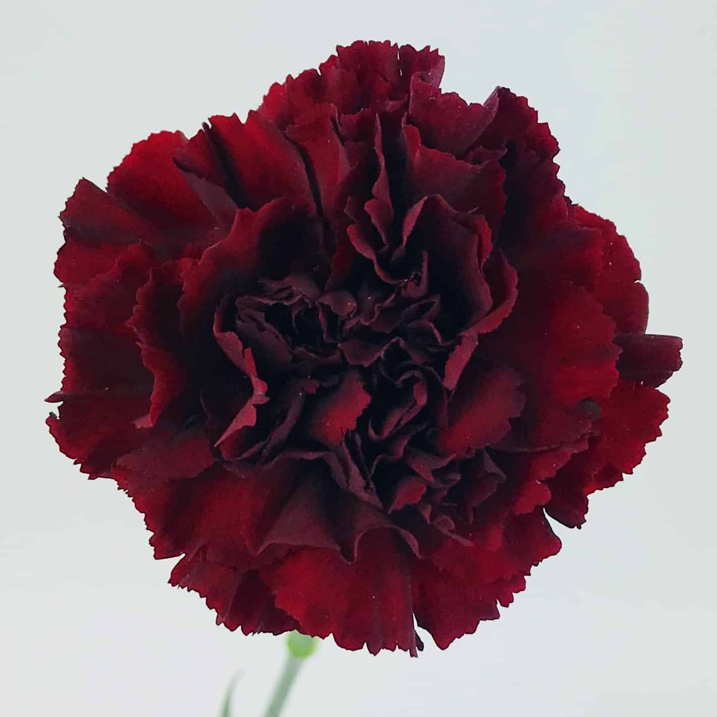 Carnations, Burgundy