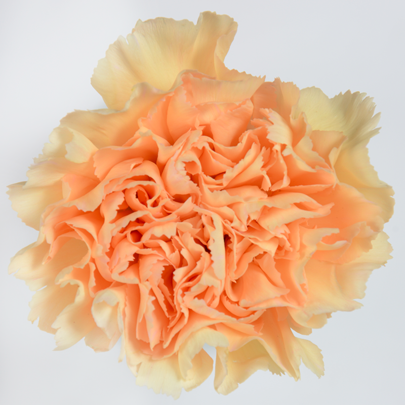 Carnations, Peach