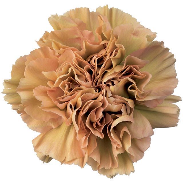 Carnations, Terracotta