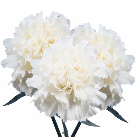 Carnations, White