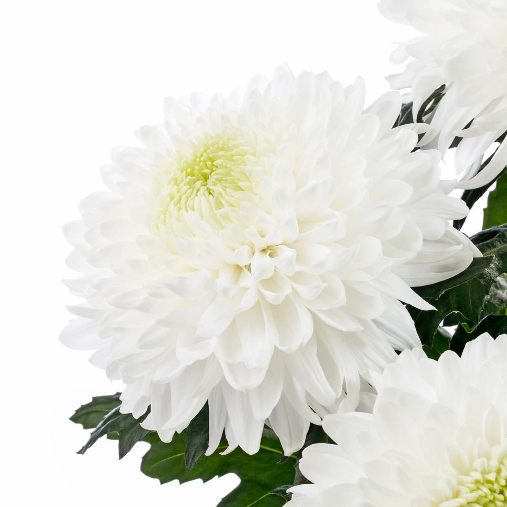 Mum, Cramone, White