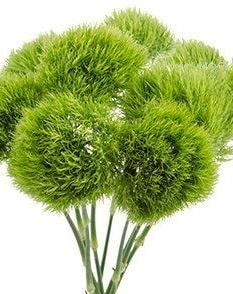 Dianthus, Green