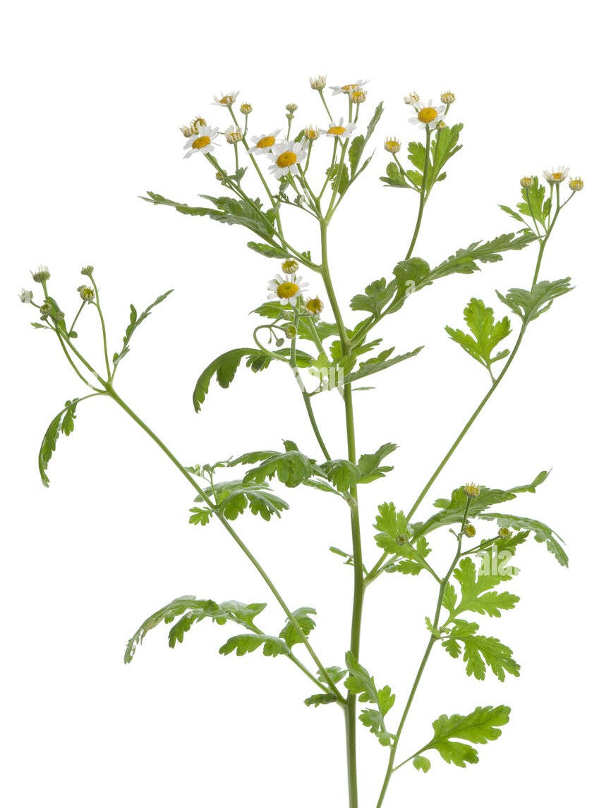 Feverfew