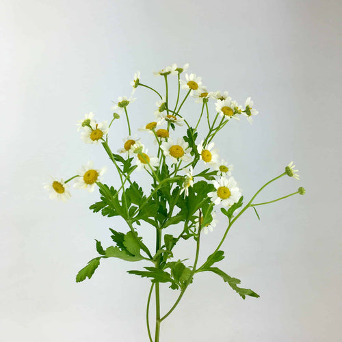 Feverfew