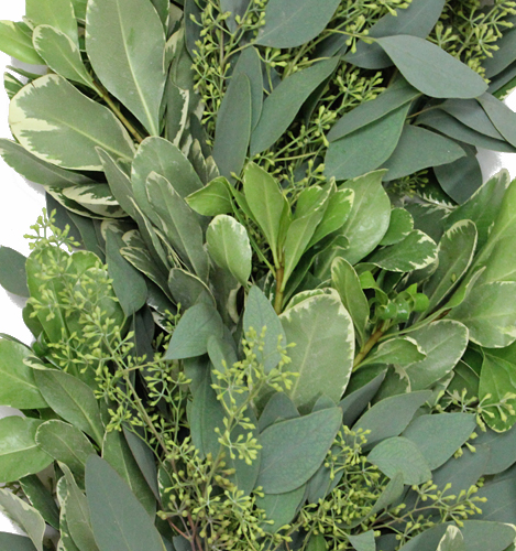 Variegated Pitt, soft green seeded eucalyptus assortment.
