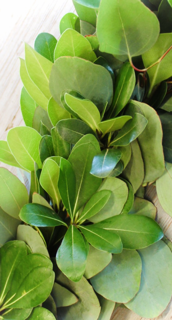 Garland, Green Pitt and Silver Dollar Eucalyptus