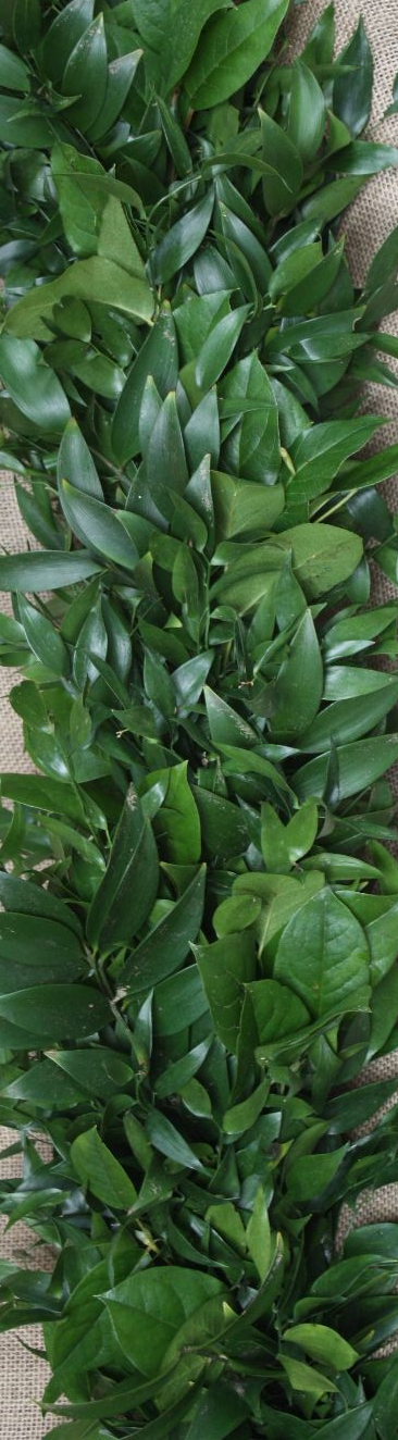 Dark Greenery, assortment Italian Ruscus and Nagi greens
