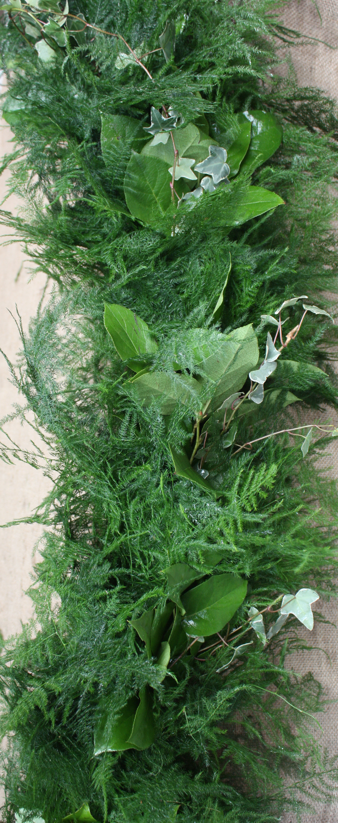 Soft Tree Fern and Podacarpus assortment.