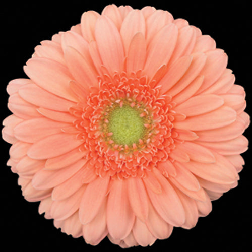 Gerbera, Daisy, Peach, Avignon