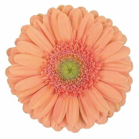 Peach Avignon Gerbera Daisy