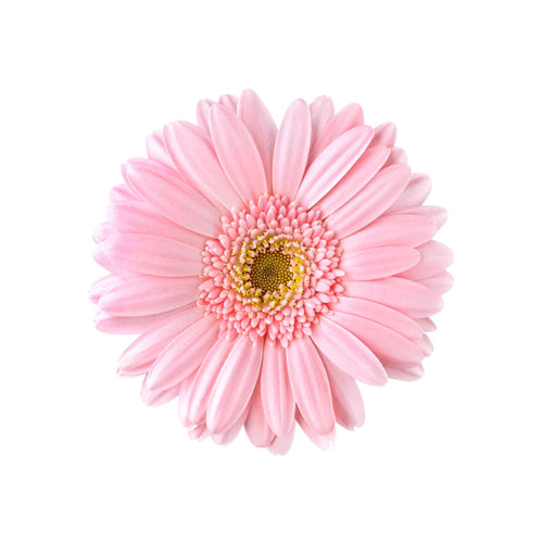 Gerbera, Daisy, Pink, Bellarosa