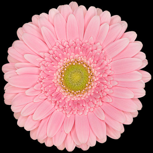 Gerbera, Daisy, Pink, Bellarosa