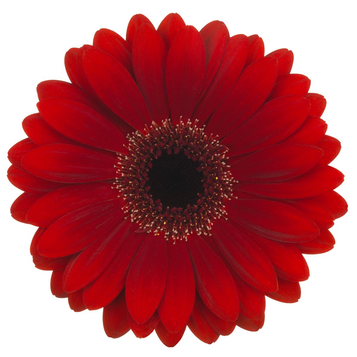 Gerbera, Daisy, Red, Black Tie