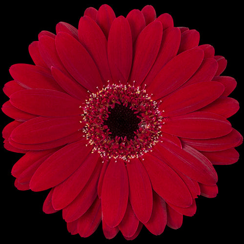 Gerbera, Daisy, Red, Black Tie