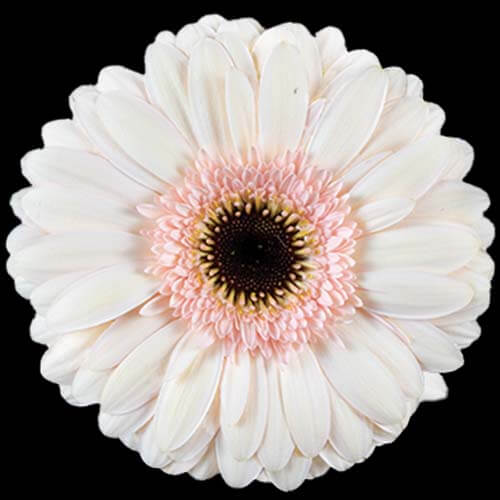 Gerbera, Daisy, Pink and Cream, Cafe Del Mar