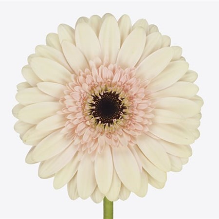 Gerbera, Daisy, Pink and Cream, Cafe Del Mar