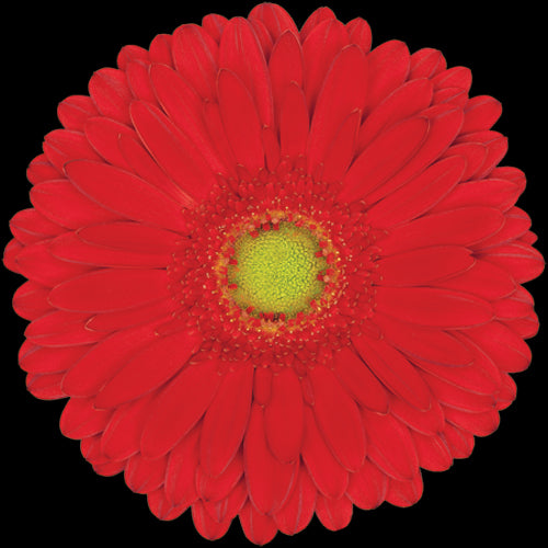 Gerbera, Daisy, Red, Highlight