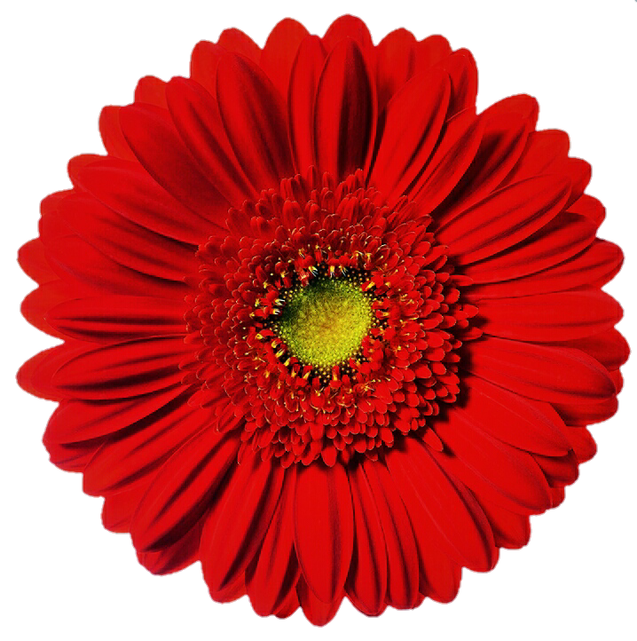 Gerbera, Daisy, Red, Highlight