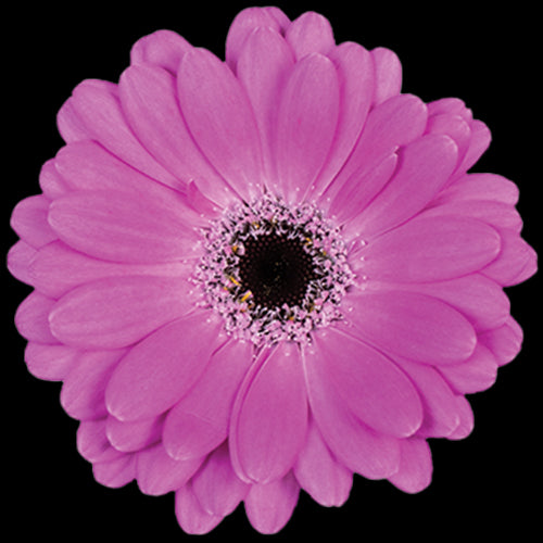 Gerbera, Daisy, Lavender, Lois