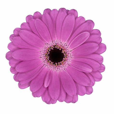 Lavender Lois Gerbera Daisy