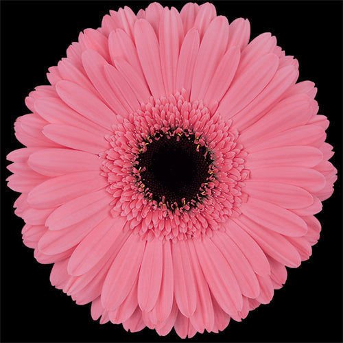 Gerbera Daisy, Pink, Pre Intenzz