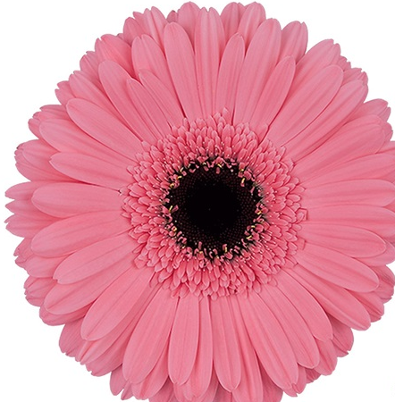Pink Gerbera Daisy with Black Center, Preintenzz