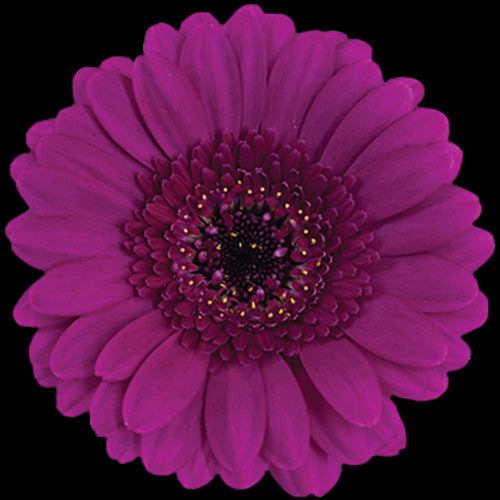 Gerbera, Daisy, Purple, Impact