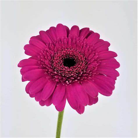 Gerbera, Daisy, Purple, Impact