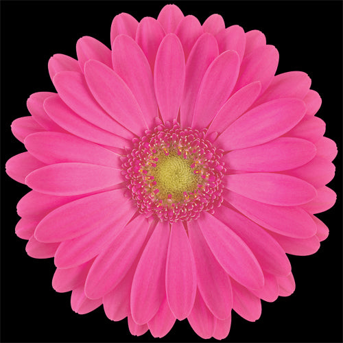 Gerbera, Daisy, Bright Pink, Rhianna