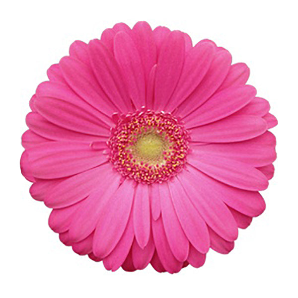 Hot Pink Rhianna Gerbera Daisy