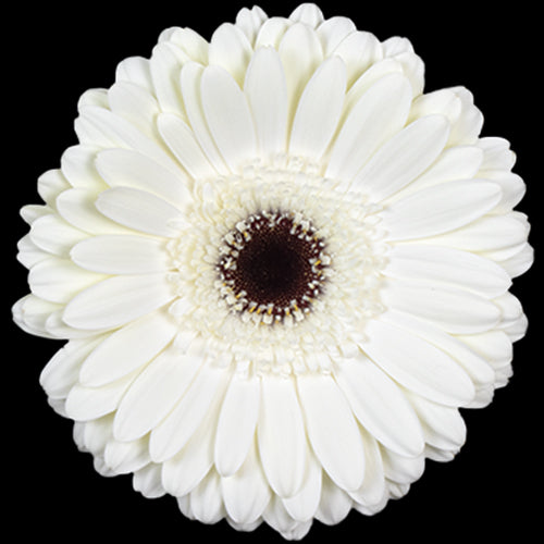 Gerbera, Daisy, White, Snow King