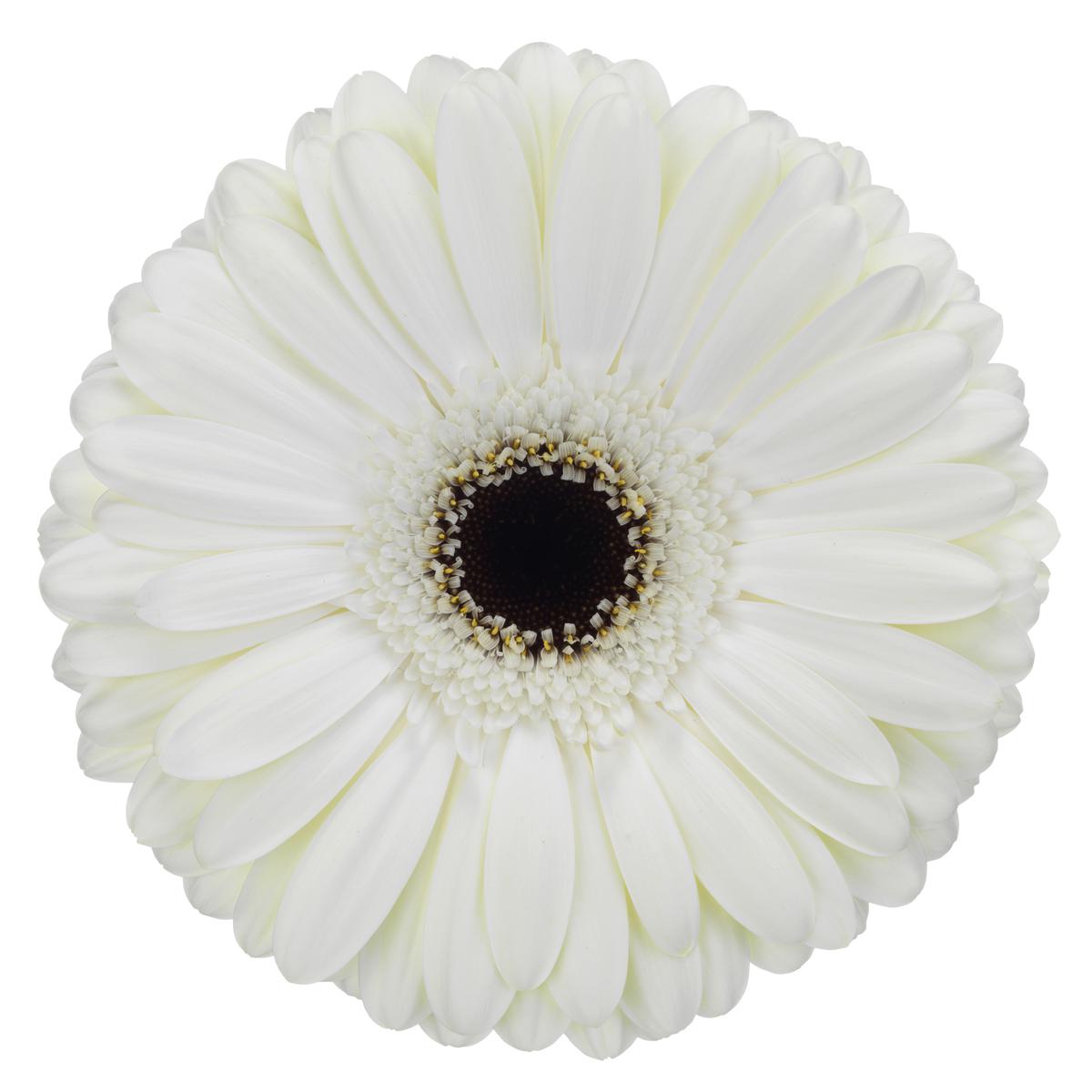 Gerbera, Daisy, White, Snow King