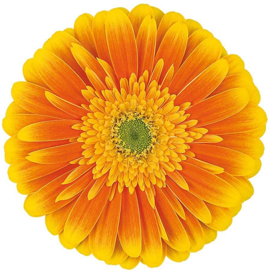 Gerbera, Daisy, Yellow and Orange, Souvenir