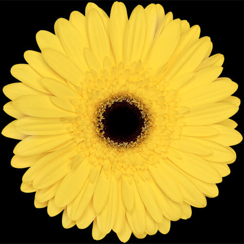 Gerbera, Daisy, Yellow, Tess